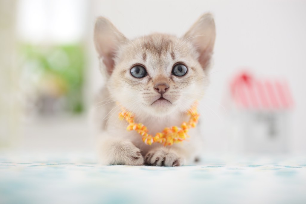 A tiny Singapura kitten with a necklace looking into camera. 