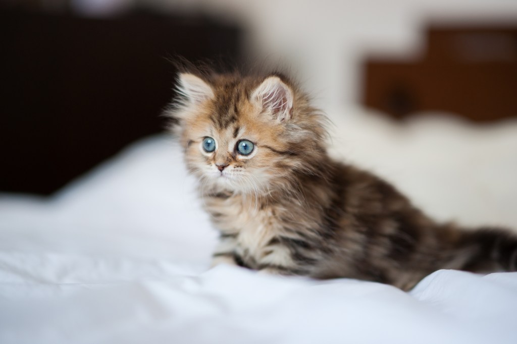Adorable tabby kitten, ready to pounce.