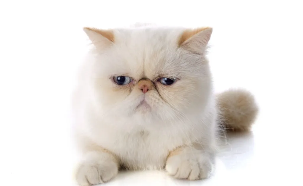 A cream-colored Exotic shorthair against a white background.