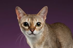 Closeup of a Singapura cat looking into camera on purple background.
