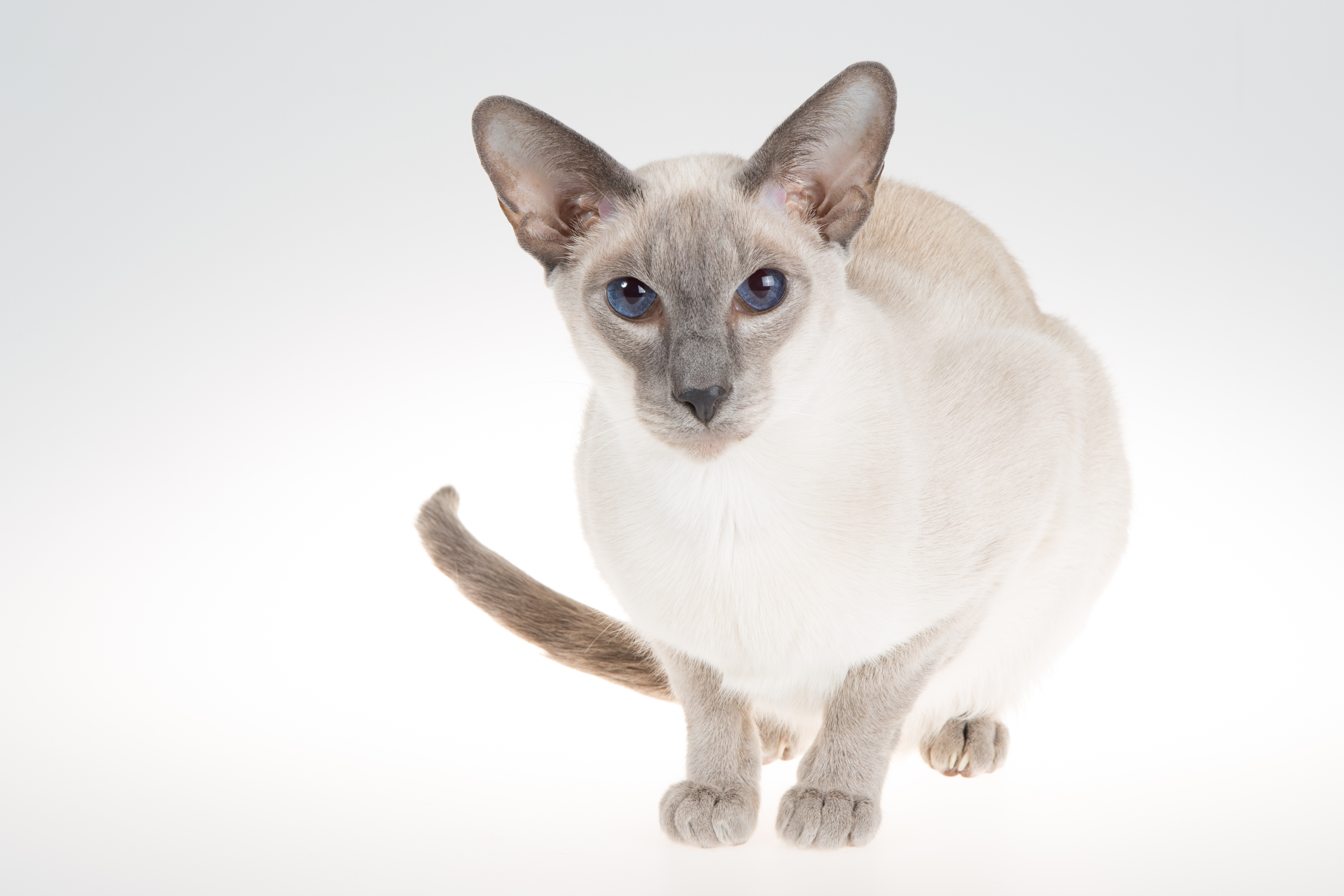 Siamese Cat Breed Information & Characteristics