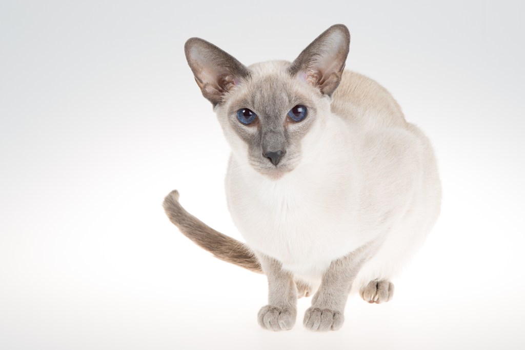siamese cat with blue eyes
