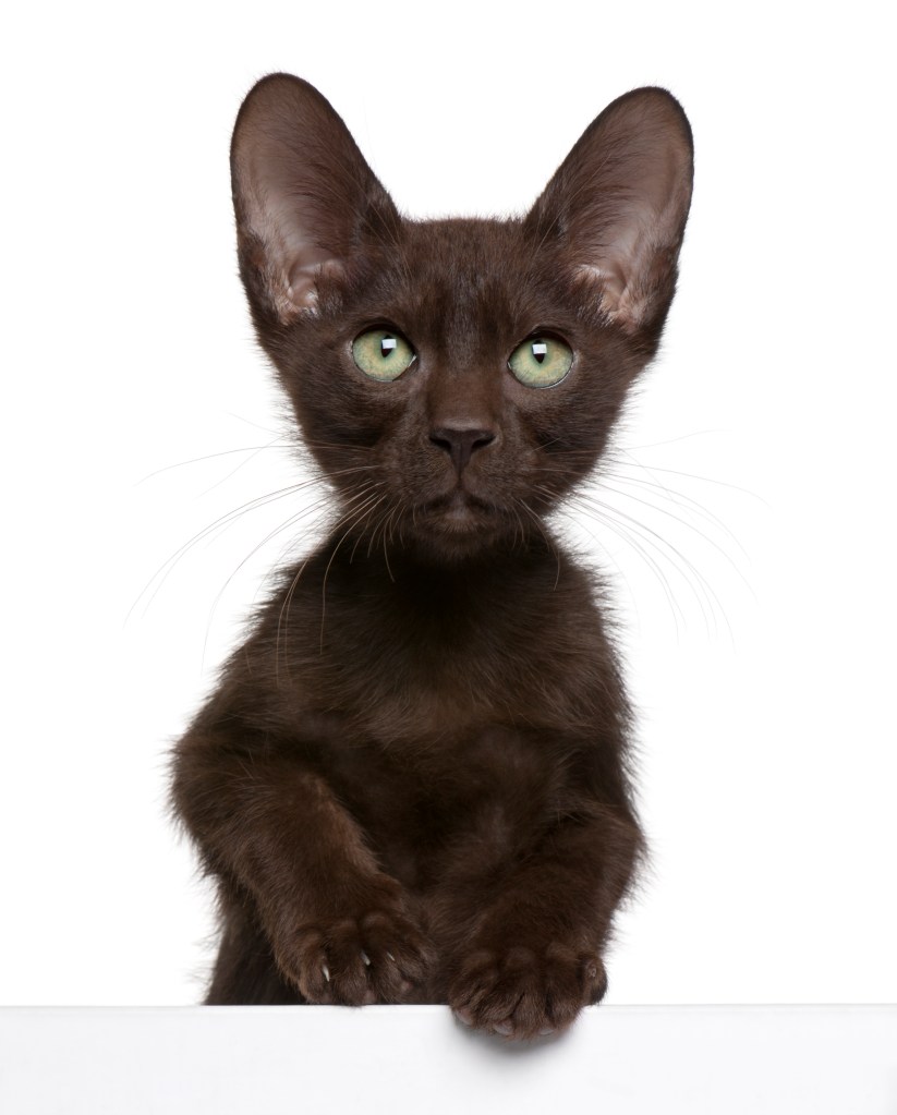 Havana Cat & Kitten Breed and Adoption Info