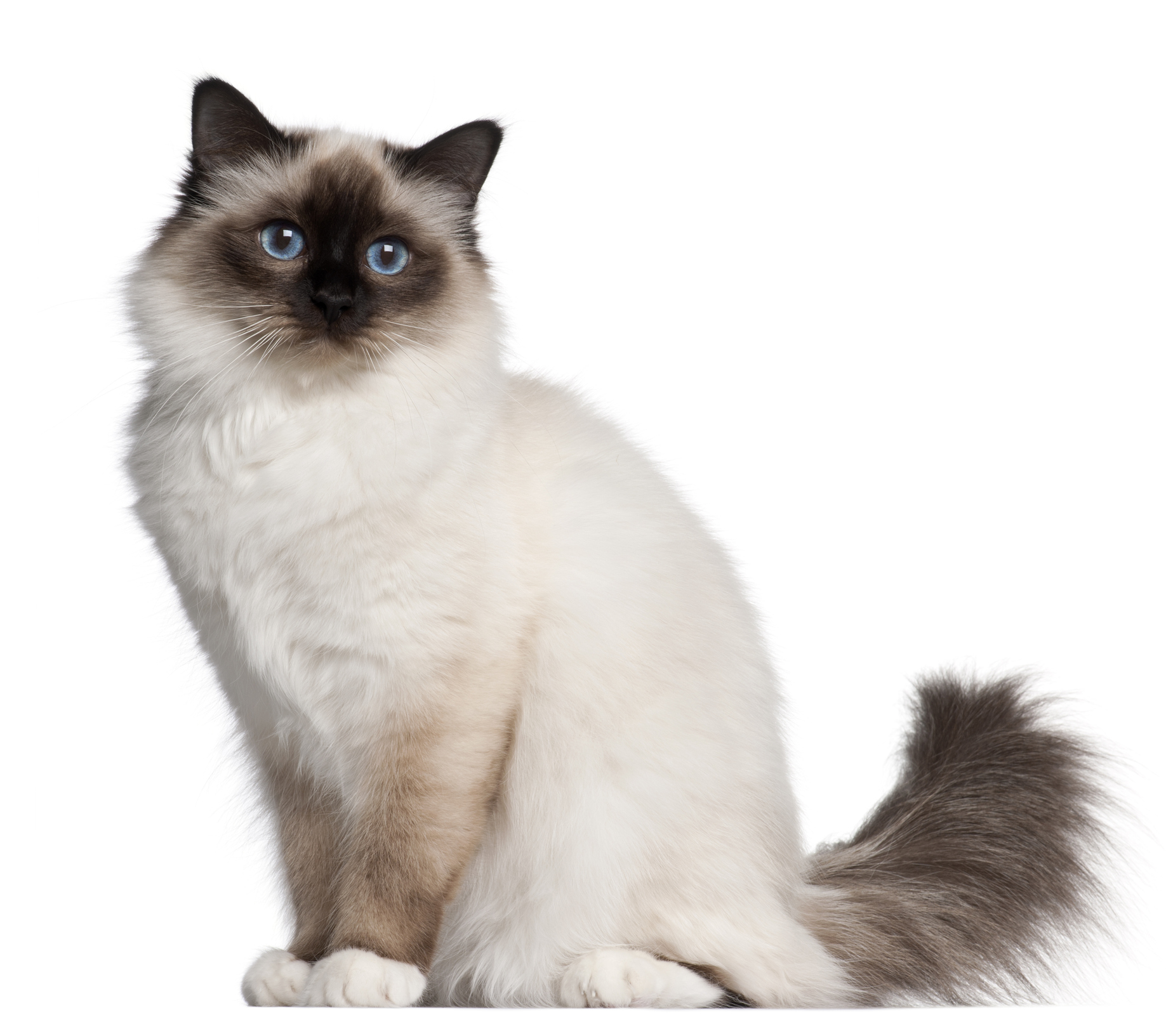 Birman Cat Breed Information & Characteristics