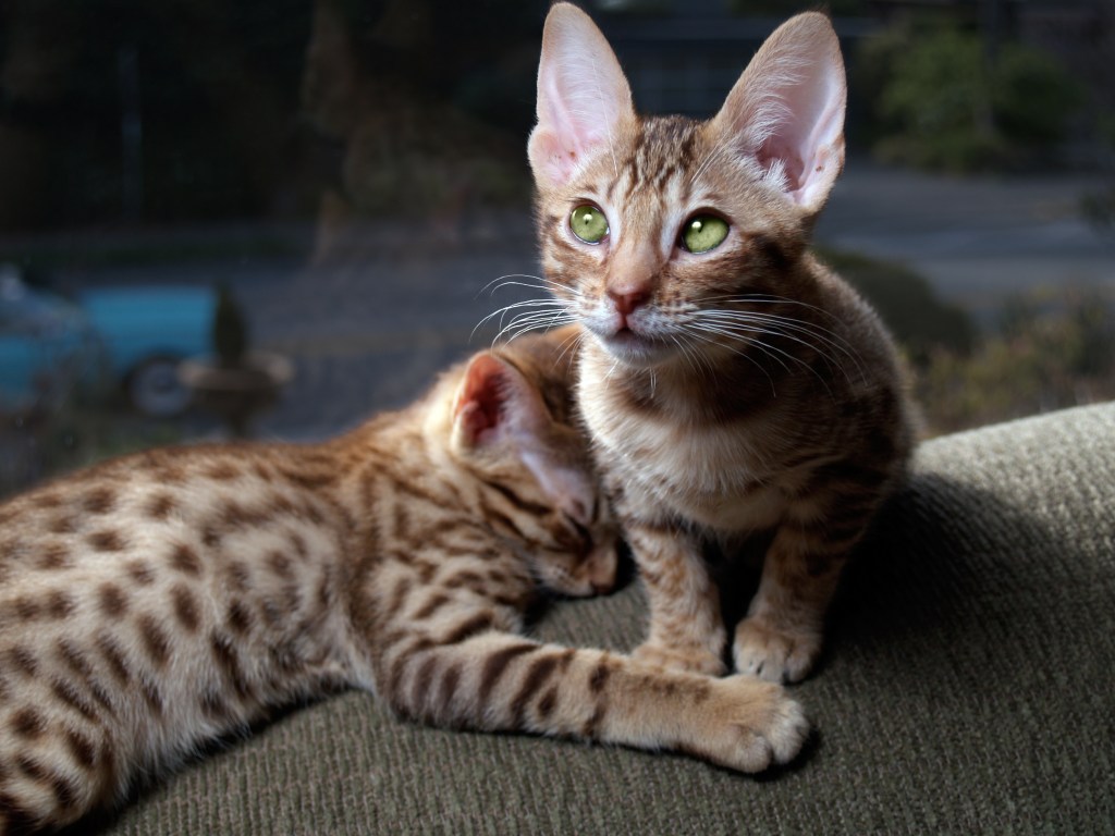 Two Ocicat kittens, one asleep. 