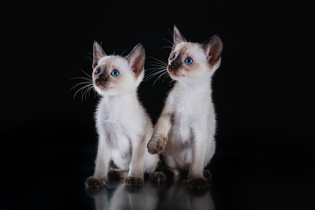two tonkinese kittens sitting for studio portrait