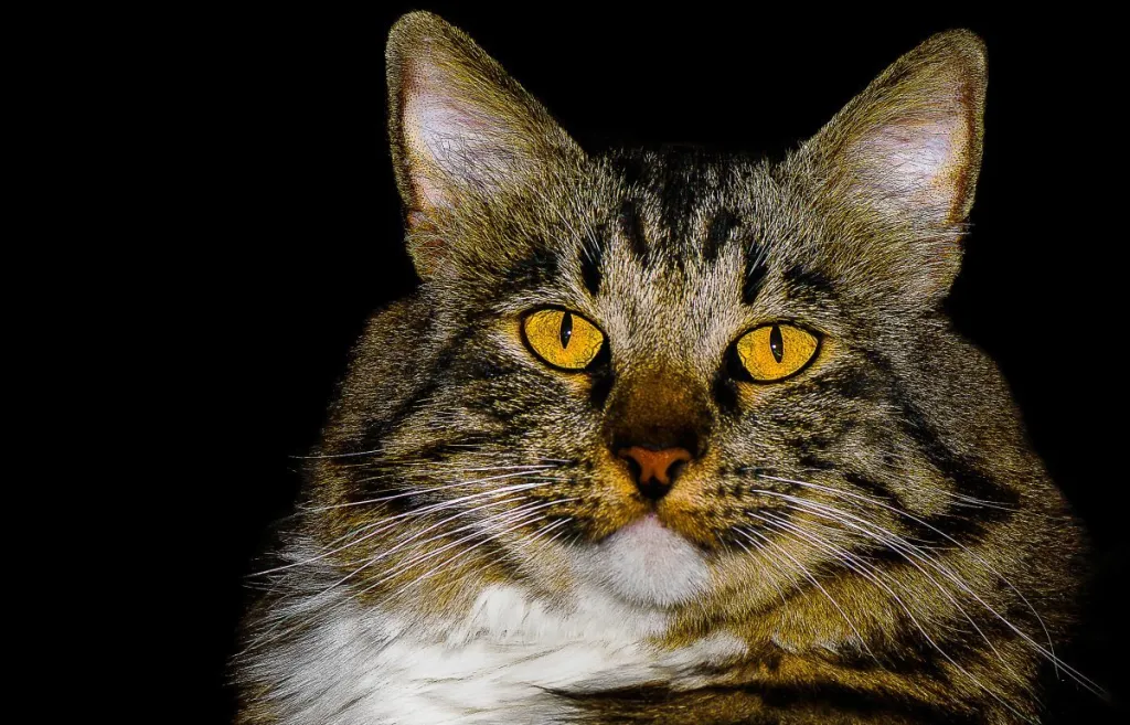 An American Bobtail cat with a thick mane and bright yellow eyes gazes at the lens.