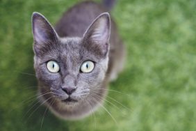 A Russian Blue cat looking into the lens outside.