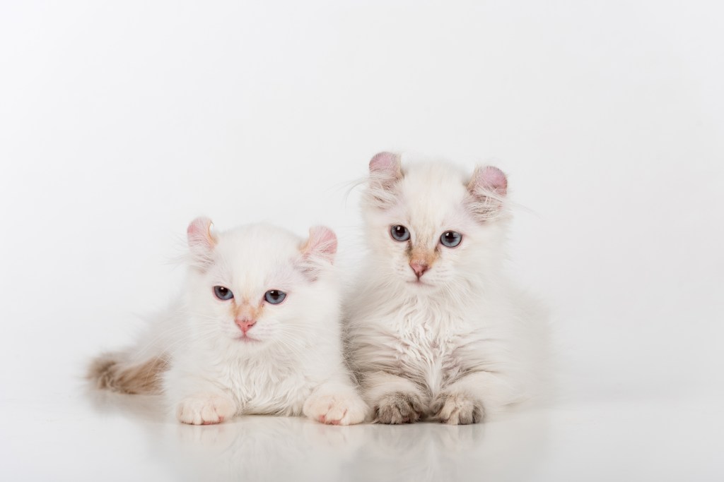 A pair of American Curl kittens. 