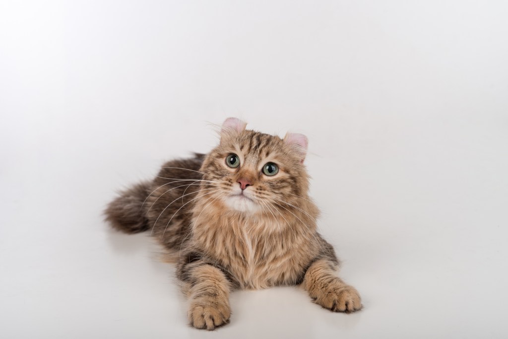 A longhaired American Curl.