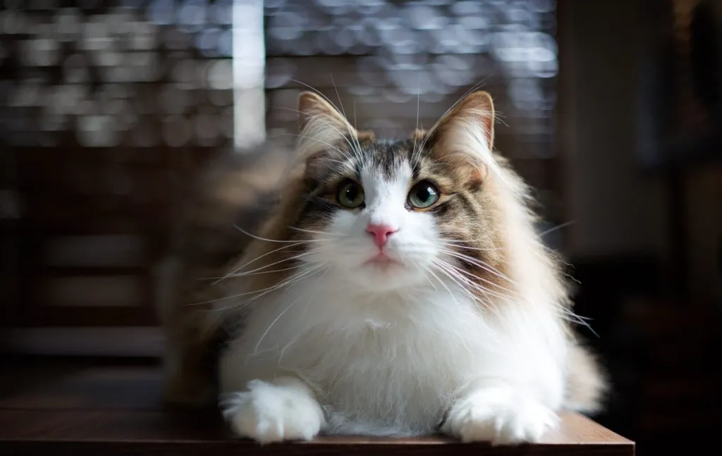 A young Norwegian Forest cat looking up.