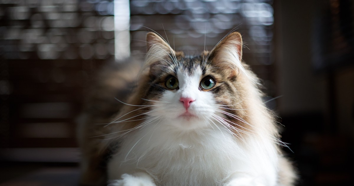 Norwegian Forest Cat Breed Information & Characteristics