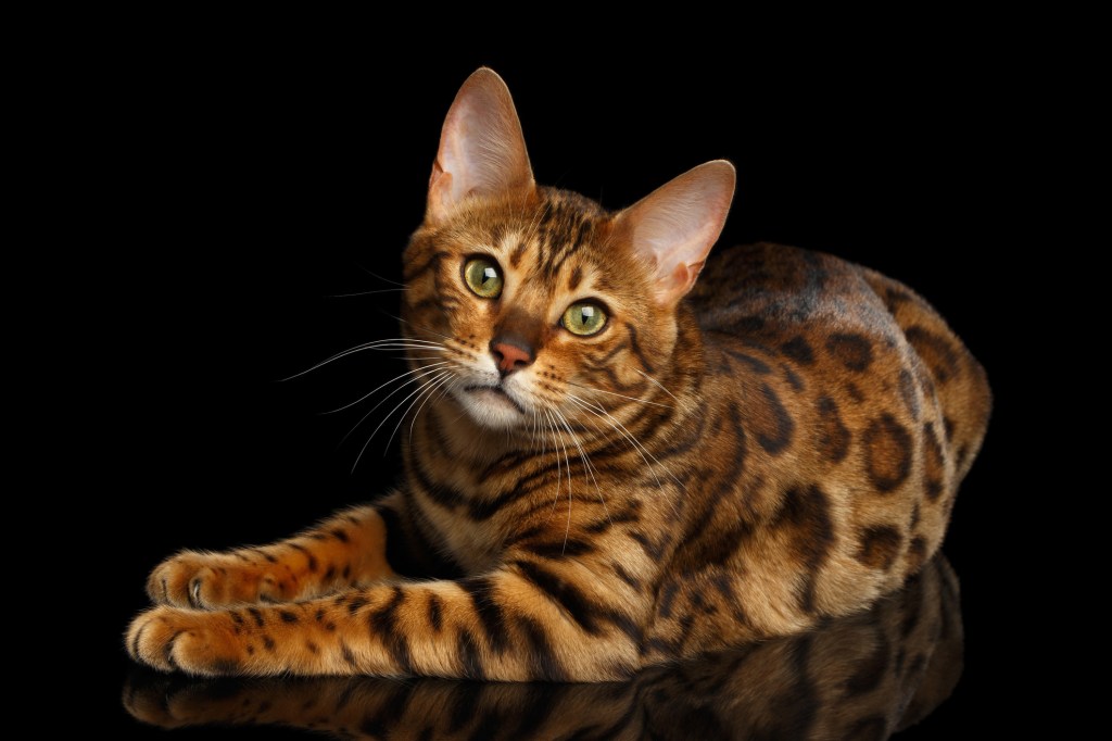 Bengal cat sitting