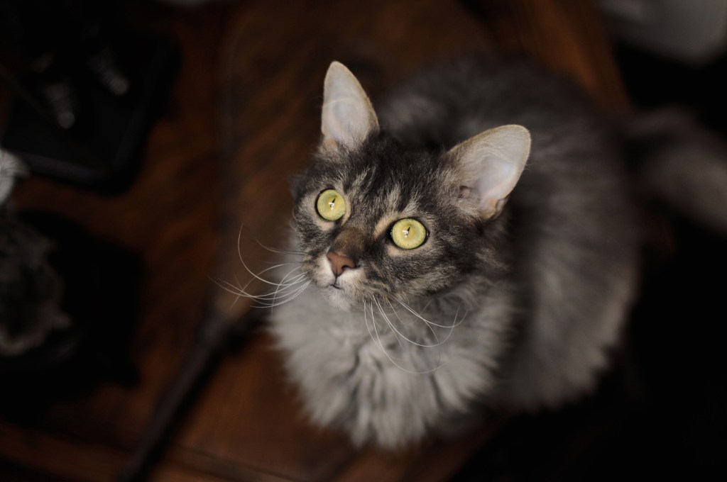 LaPerm cat sitting, staring upwards with green eyes