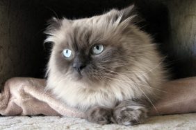 The Himalayan, or Himmie for short, is a Persian in Siamese drag. Unlike its parent breeds the Persian and the Siamese. Long-haired cat identical in type to the Persian, with the exception of its blue eyes.