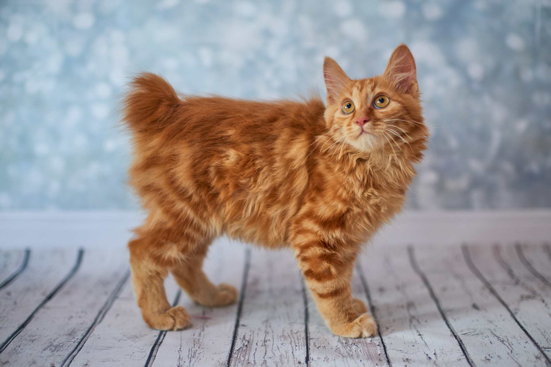 American Bobtail Cat Breed Information & Characteristics