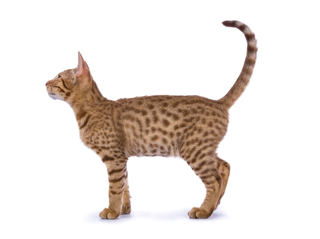 A side view of a tawny Ocicat with a beautiful spotted coat. 