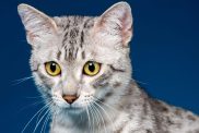 A young silver Egyptian Mau on a blue background.