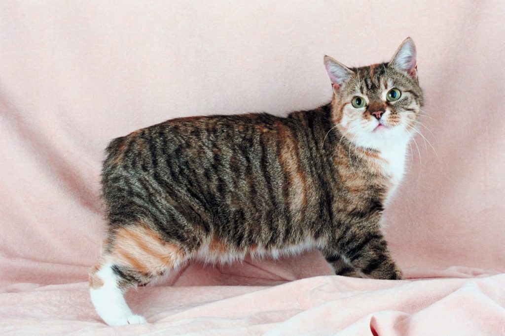 A torbico Manx cat on a pink background.