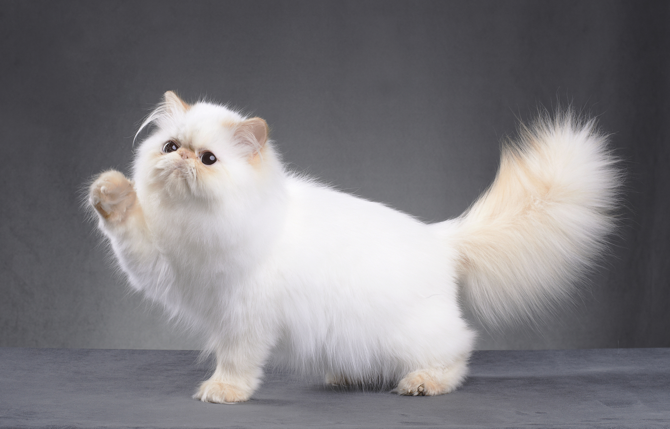 Nature of clearance persian cats