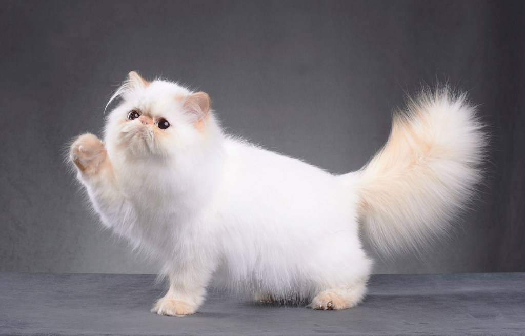 Fluffy white Persian cat with a paw up against a grey studio backdrop