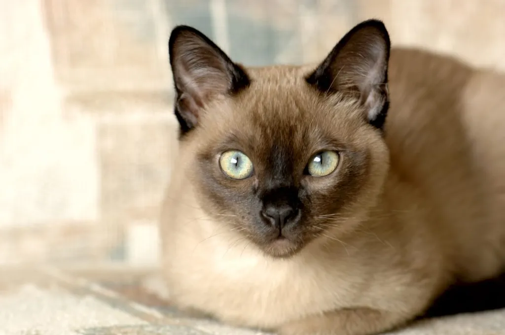 A close-up of a Tonkinese cat.