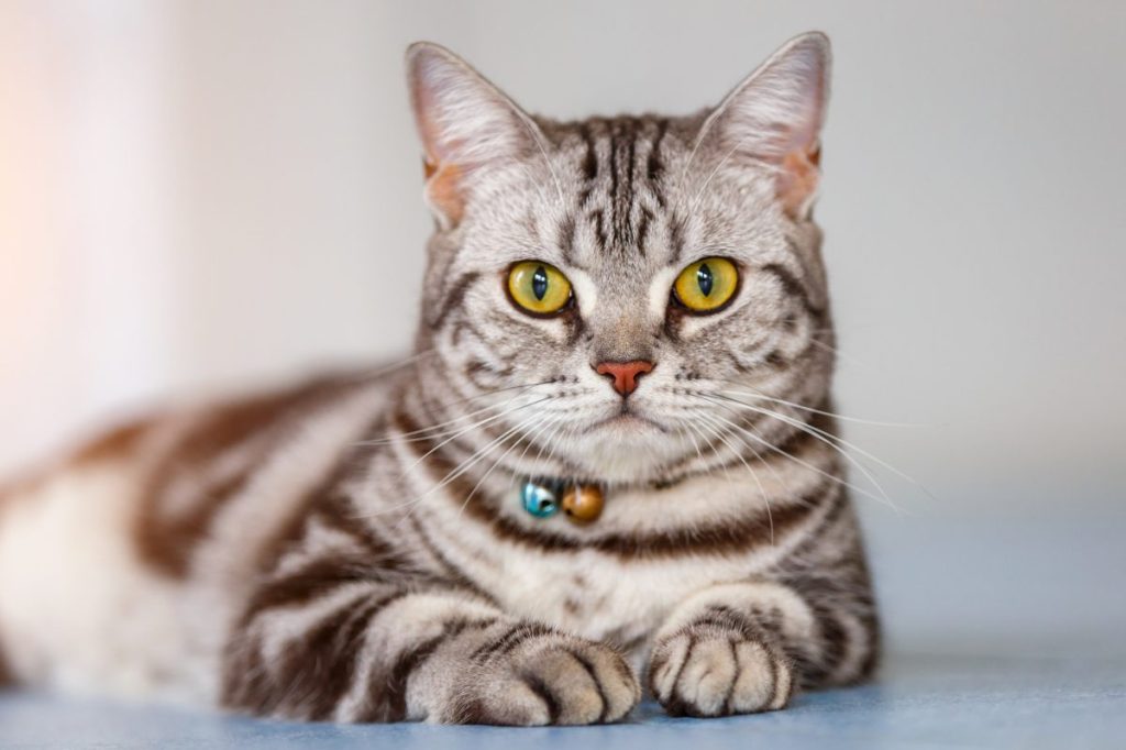 A close-up of an American Shorthair cat with the classic silver tabby pattern.