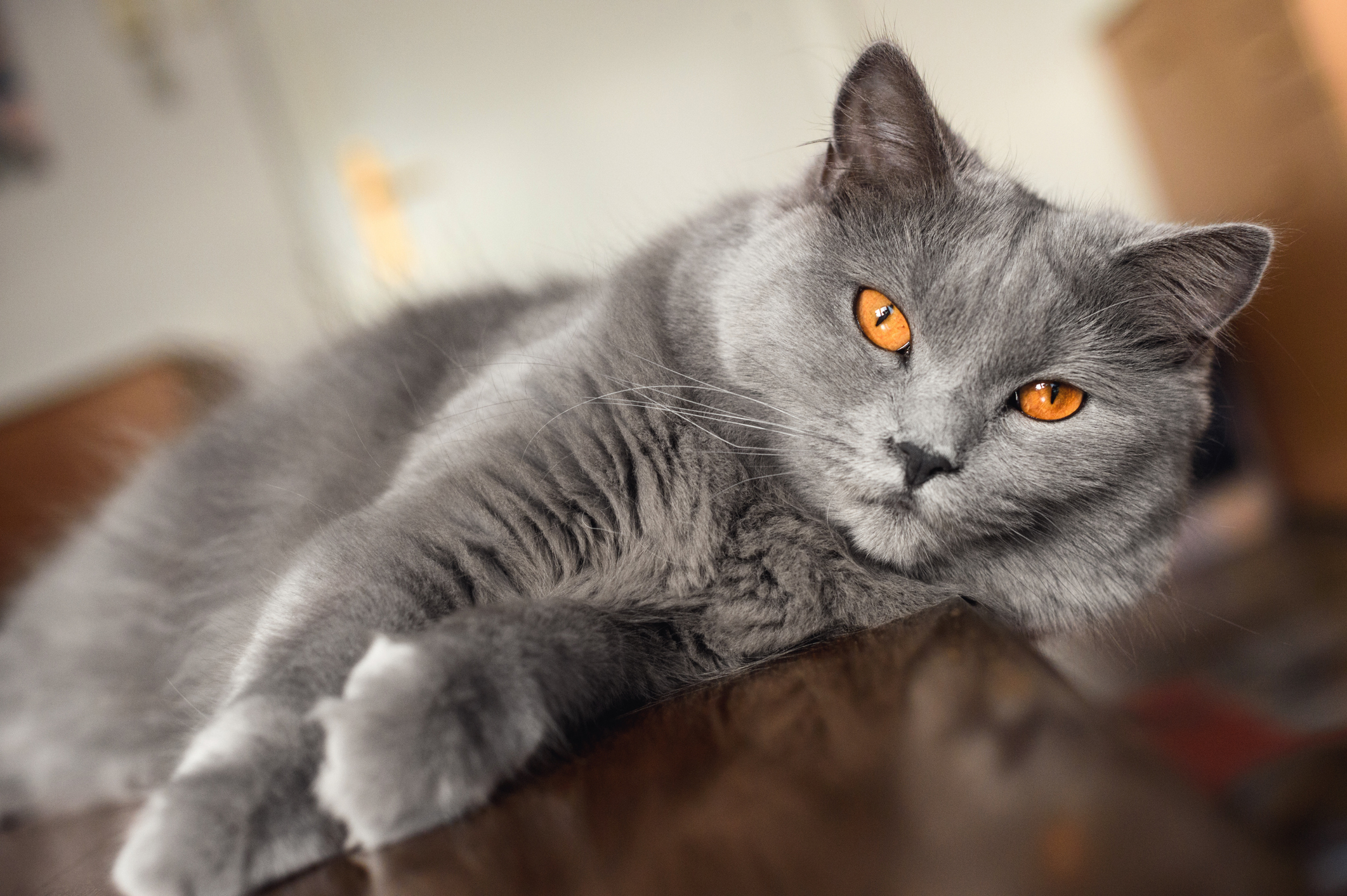 Chartreux Cat Breed Information & Characteristics