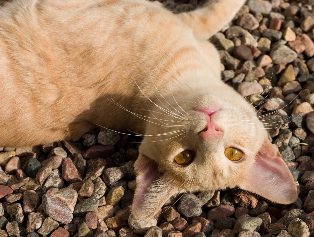 Orange colored Javanese cat playfully lounging outside