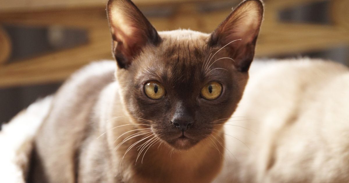 A chocolate European Burmese cat in golden sunlight.