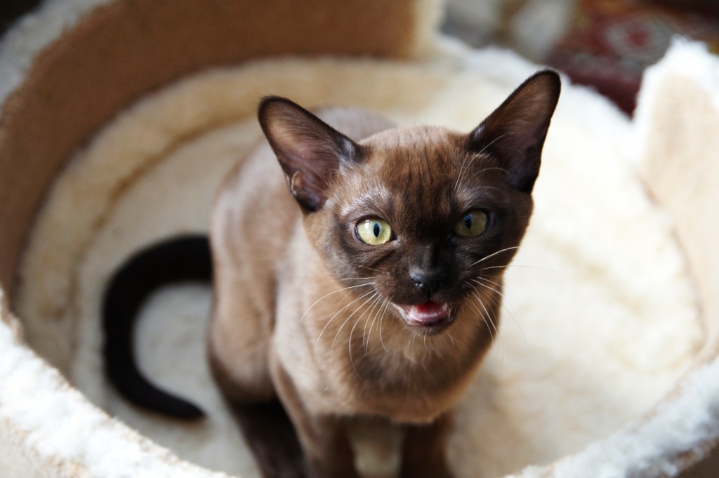 A European Burmese cat with a wedge-shaped head and almond eyes. 