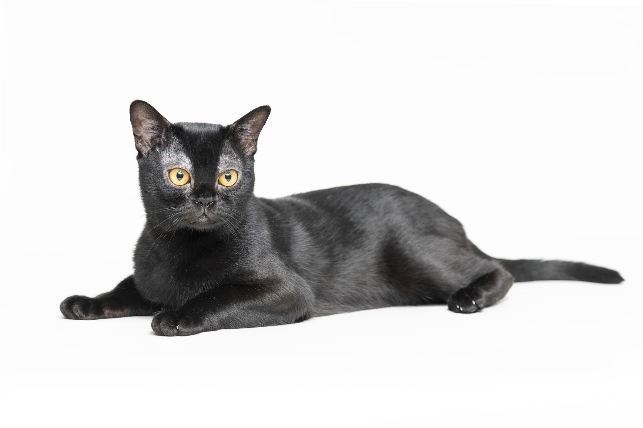 Bombay Cat Breed Information & Characteristics