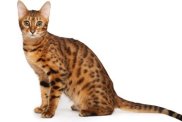 The bengal cat on a white background