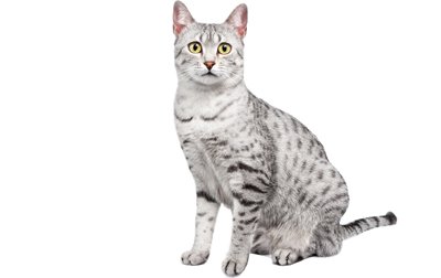 Egyptian Mau Cat Breed Information, Pictures, Characteristics & Facts