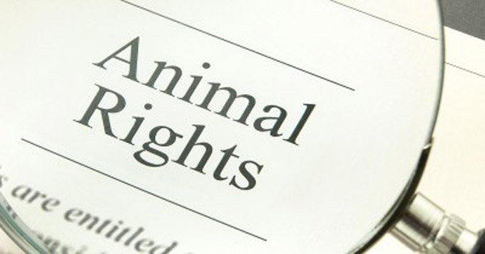 animal-rights