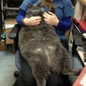 30 pound cat store breed