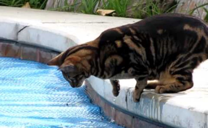 Safety Cat Warning: Keep Cats Away From Pools - CatTime