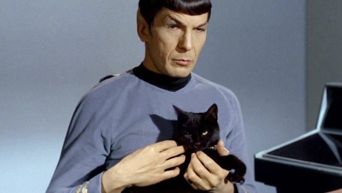 the-best-star-trek-cat-names-for-your-new-feline-on-the-furry