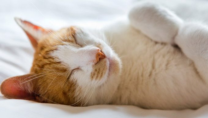 cat lying on bed looking happy during responsible pet owners month