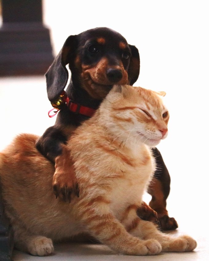 My Cat Doesn't Like My New Puppy CatTime