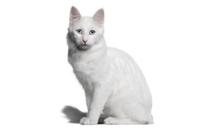 8-turkish-angora-cat