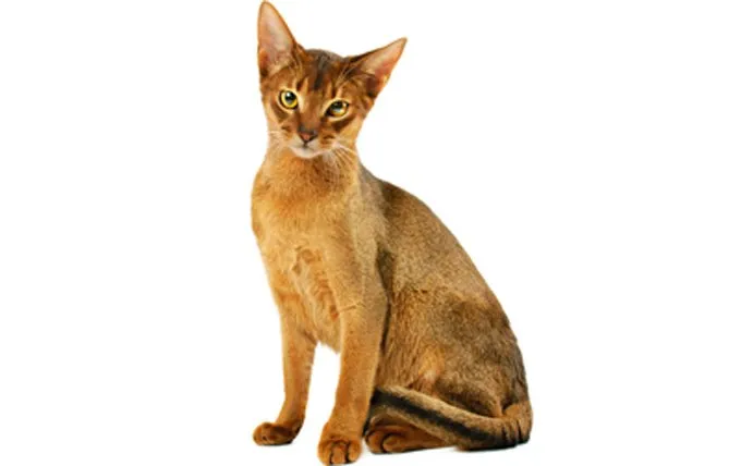 Abyssinian-cat-breed