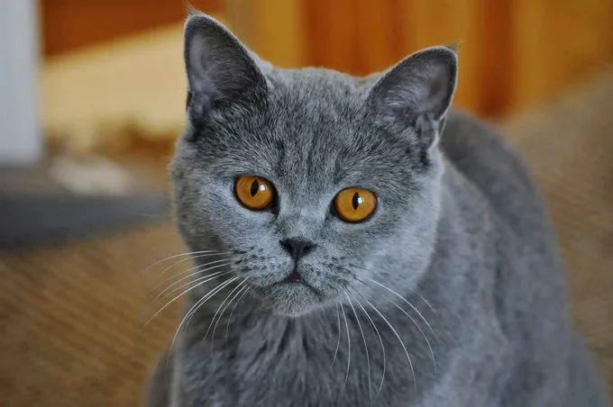 Portrait Of Chartreux At Home