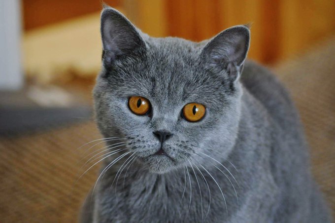 Top Cat Breeds That Shed The Most Fur - CatTime