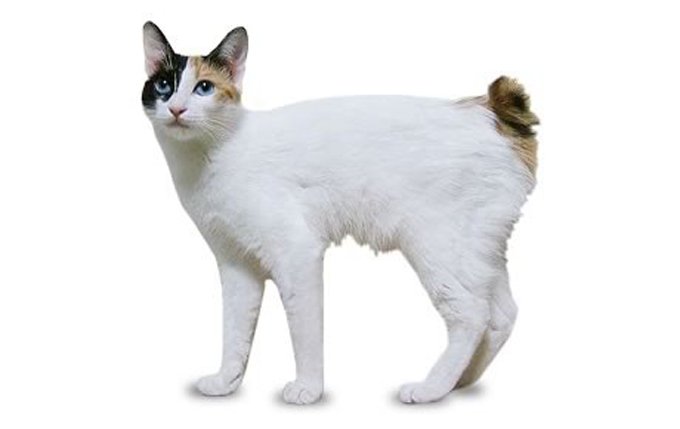 Japanese-bobtail-cat-breed