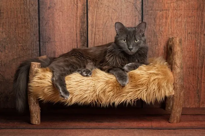 A grey Nebelung cat lying on a small rustic, wooden bed. The Nebelung is a rare breed, similar to a Russian Blue, except with medium length, silky hair. Shot in the studio on a weathered wood background.