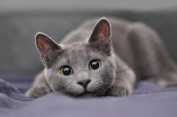 Russian blue cat with big black eyes laying on the bed.