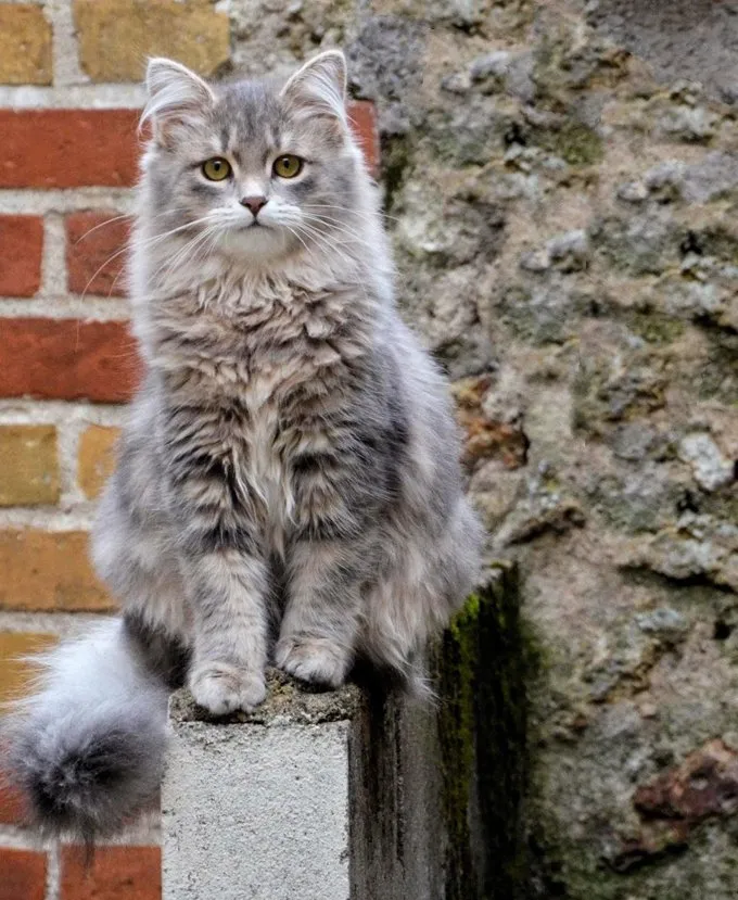 Portrait Of Siberian Cat Sitting Outdoors