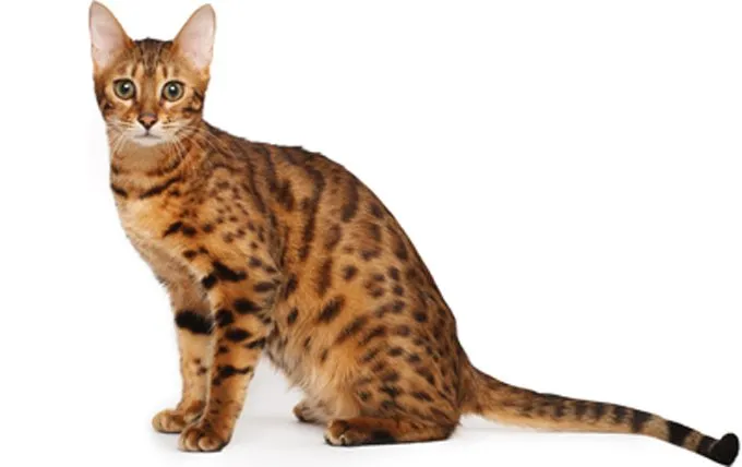 bengal-cat-breed-picture