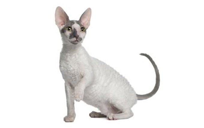 cornish-rex-cat-breed